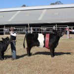 Toowoomba Royal Show Results 2016